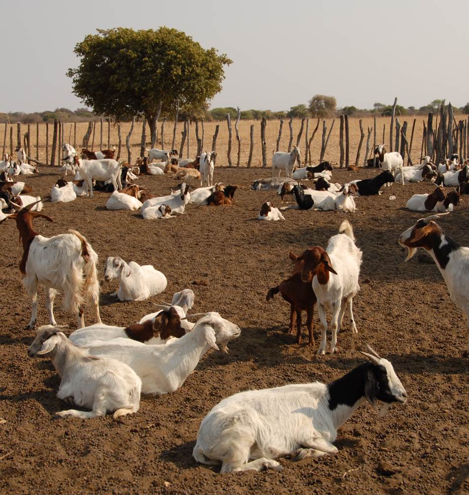 Peste Des Petits Ruminants - WOAH - World Organisation For Animal Health