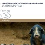controle peste porcine africaine