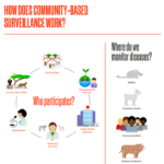 infographic on how community-based surveillance works_animal health_WOAH