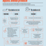 poster which shows fighting-antimicrobial-resistance-as-an-aquatic-animal-producer