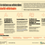 Lutter contre la résistance aux antimicrobiens en tant qu’autorité vétérinaire