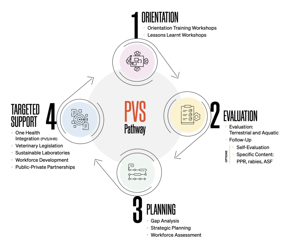 PVS process infographic