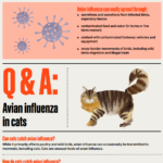 Avian influenza in cats Q&A