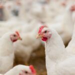 Avian influenza vaccination: why it should not be a barrier to safe trade