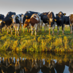 Observatory Thematic Study_ A herd of cattle and their reflection on water