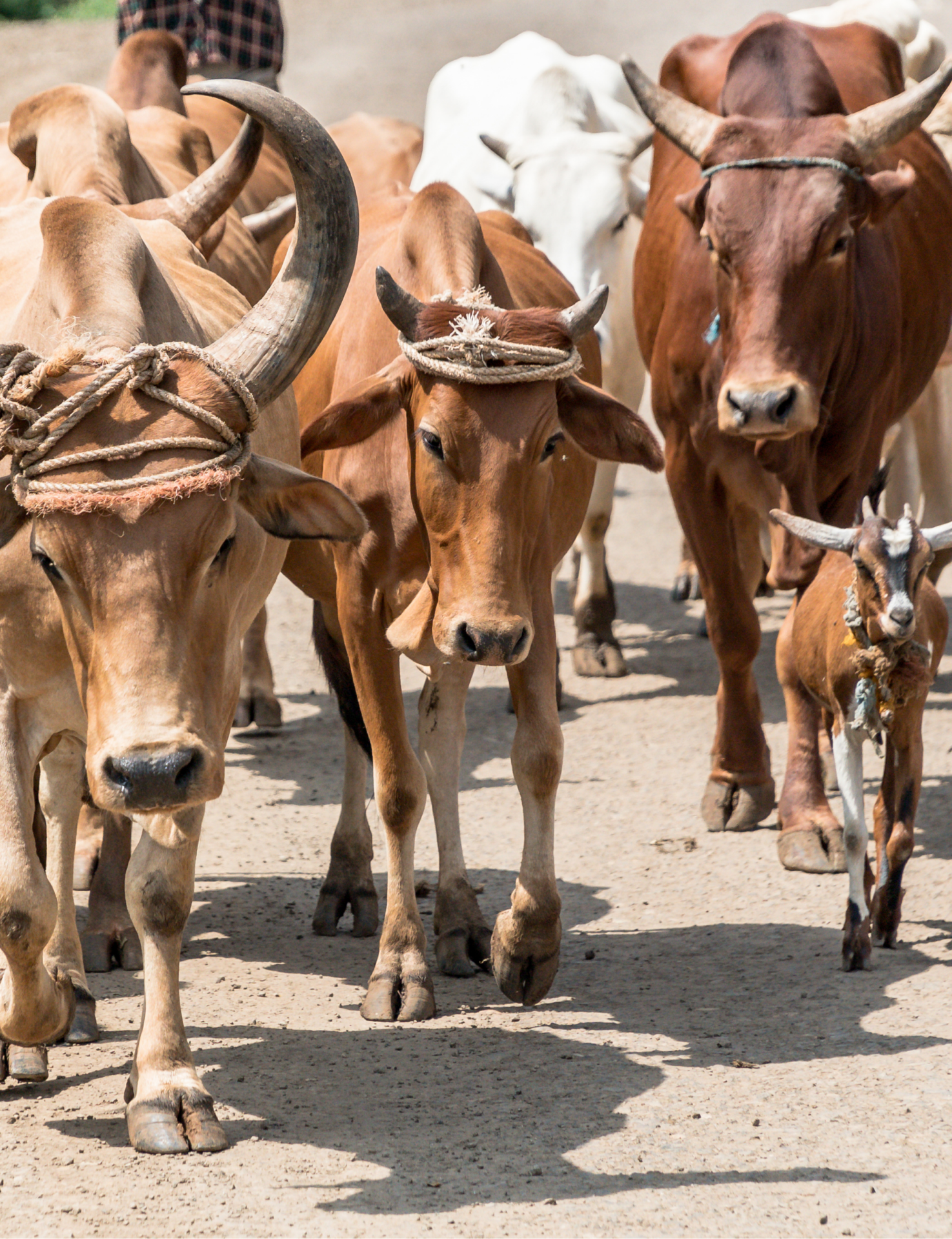 A herd of cattle