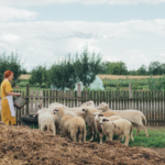 PPR eradication_Red haired white woman farmer feeding goat