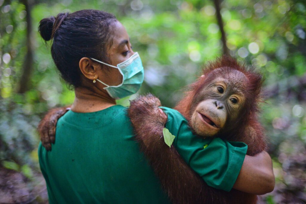 WOAH Photo competition 2024 - woman hugging an orangutan