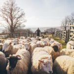 Vision_Animal Health_Shepherd leading sheep in an open field pen