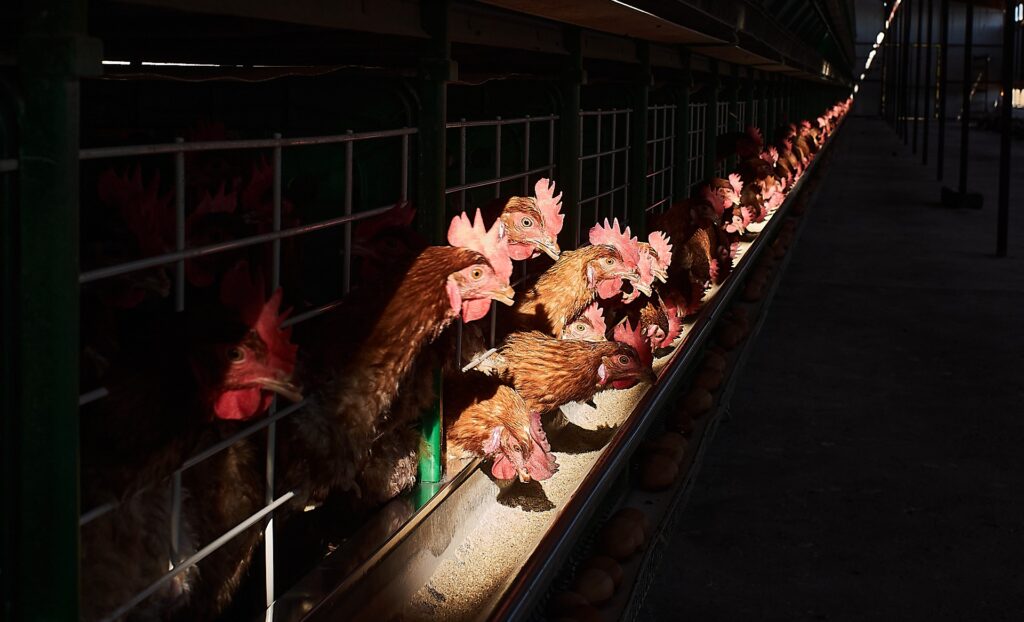 WOAH photo competition winner 2024_a group of chicken eating
