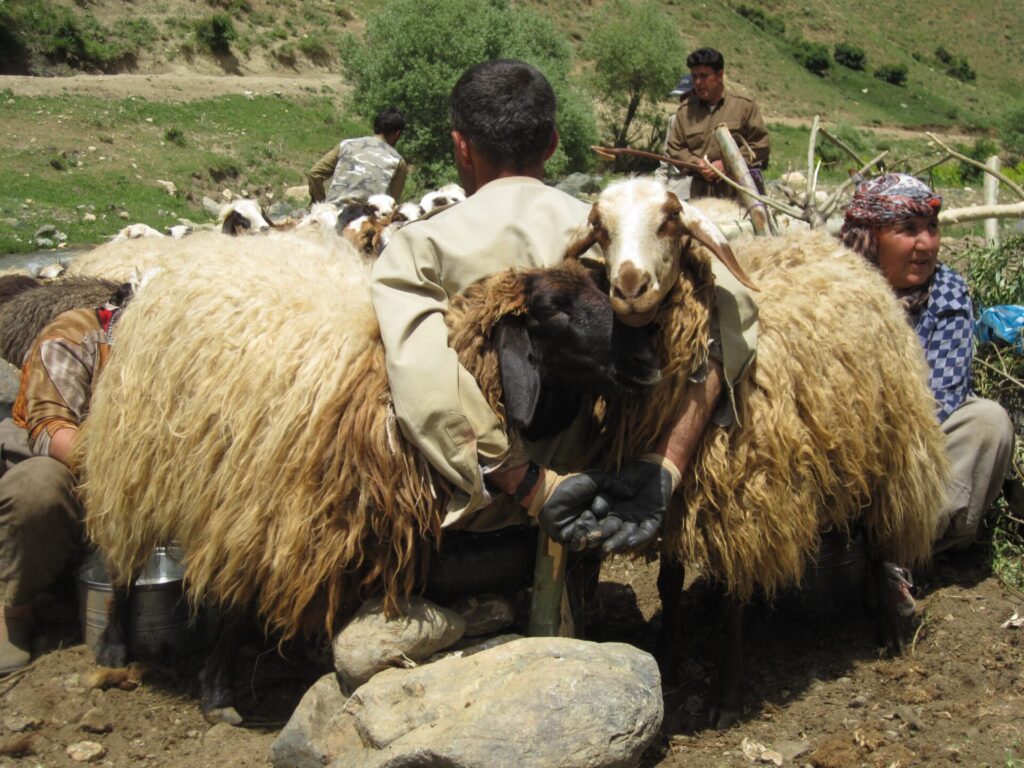WOAH Photo Competition - three farmers milking sheep