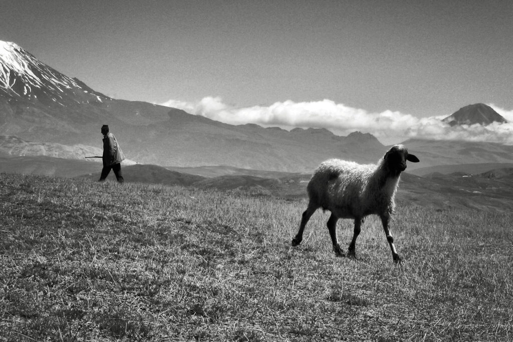 Animal health information_A shepherd and sheep in the mountains_Iran Veterinary Organization.