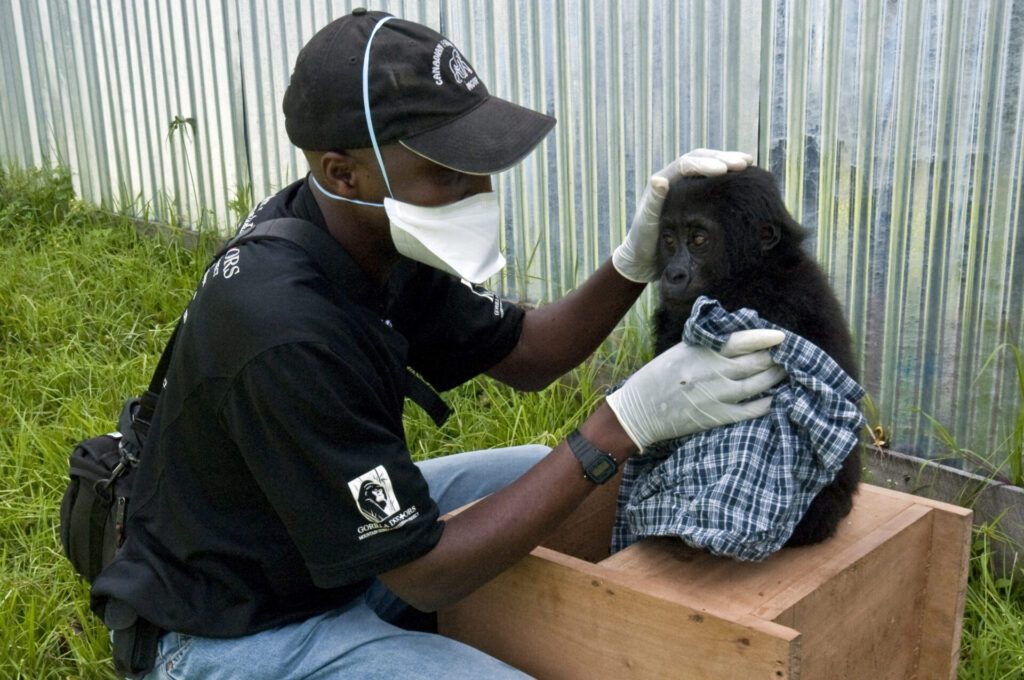 human-animal relationship_vet doctor examining a gorilla in Rwanda
