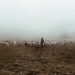 transboundary animal disease control_shepherd moving his sheep in a fog