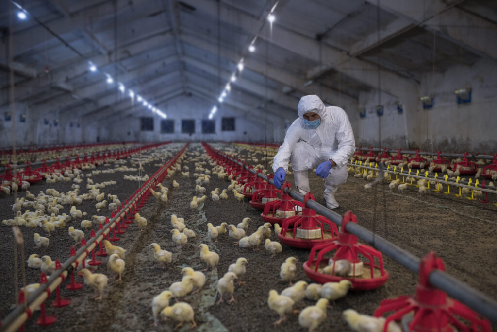 Tackling AMR_a scientist in an in-house farm with chickens