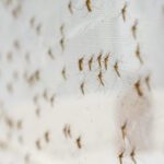 vector-borne diseases surveillance- mosquitoes breeding on a white net