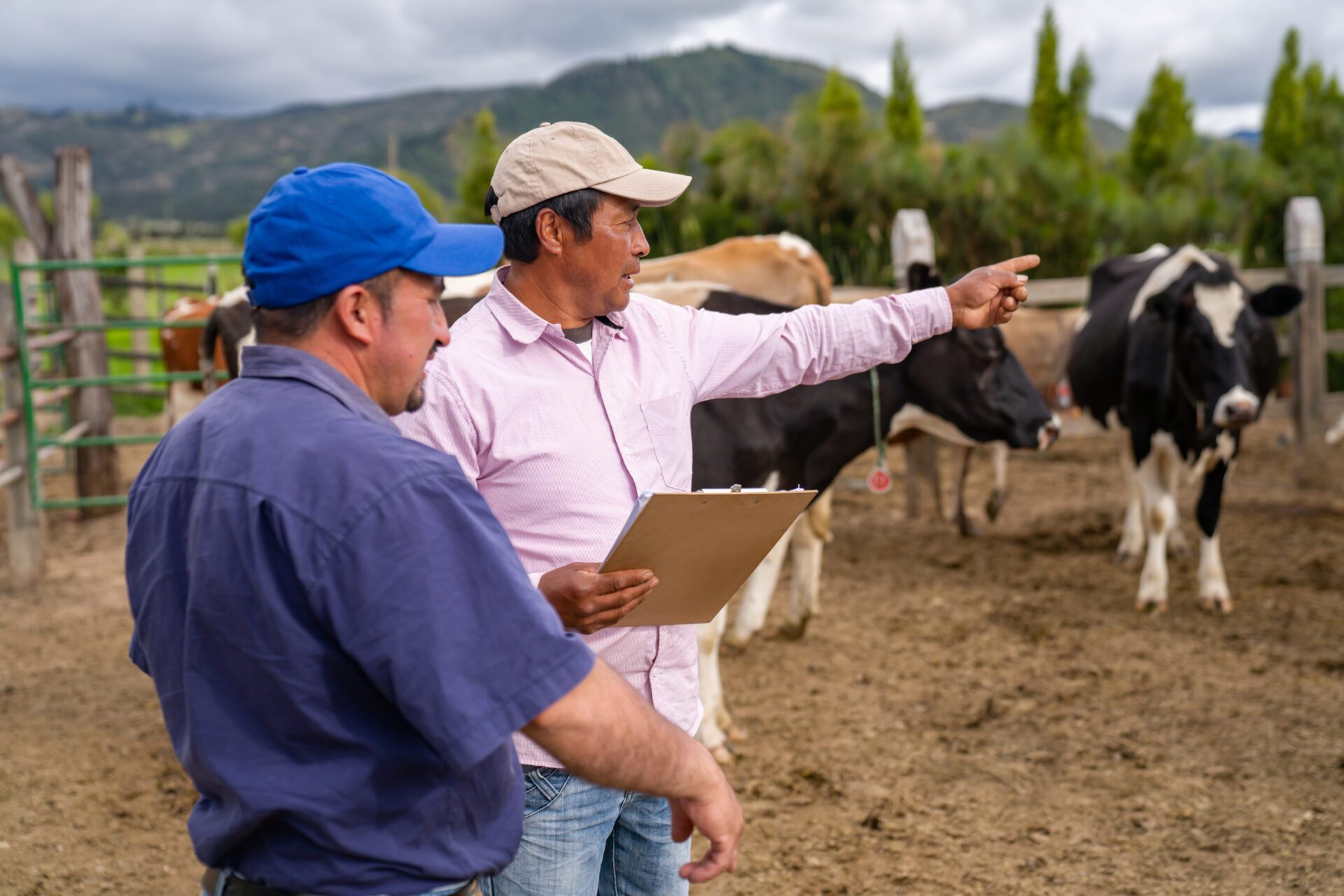 AMR Awareness week 2024_Latin American man pointing at some cows in the corral while working at a cattle farm with his partner livestock concepts