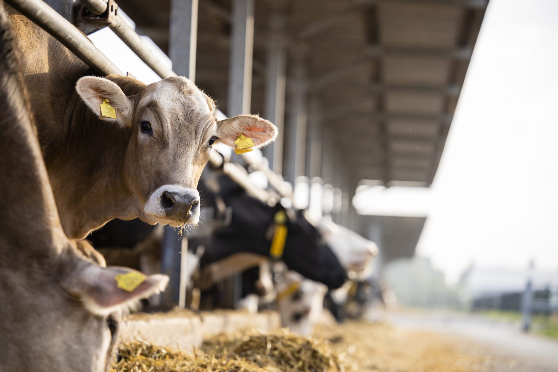 Misinformation in animal health_ a curious cow looking at the camera