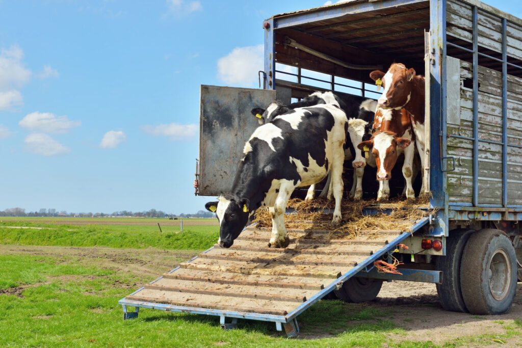 Observatory thematic study on animal welfare-cattle transported in a truck