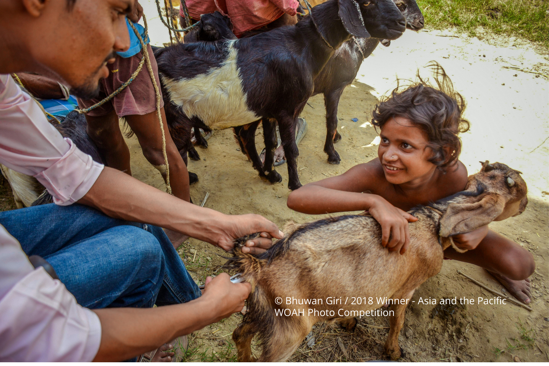 Community Animal Health Workers guidelines WOAH