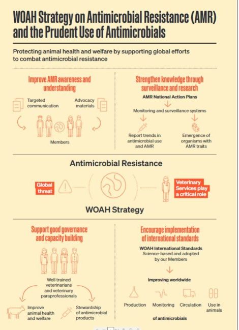 Strategy on Antimicrobial Resistance and the Prudent Use of Antimicrobials