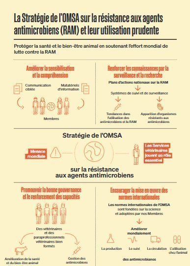 Infographie: Stratégie de l’OIE sur la résistance aux agents antimicrobiens et leur usage prudent