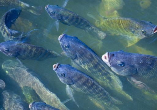 improving aquatic animal health and welfare