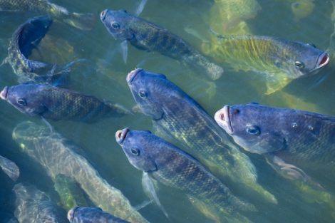 improving aquatic animal health and welfare