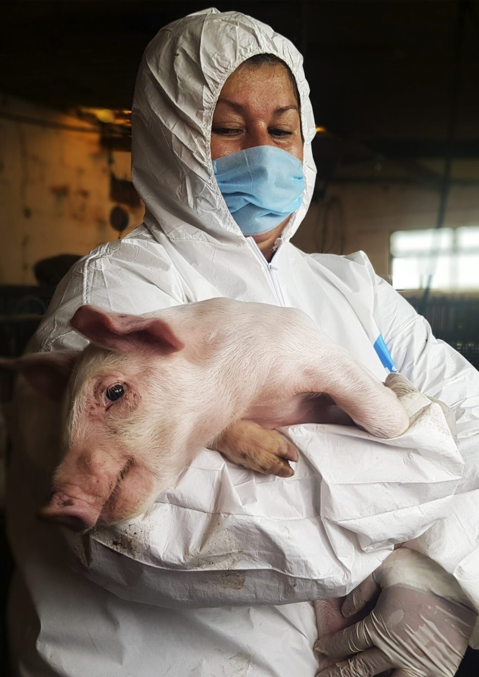 Urgent Action Needed To Curb The Spread Of African Swine Fever In The Americas Woah World