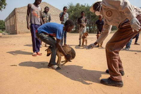 WOAH has helped curb rabies in Haiti