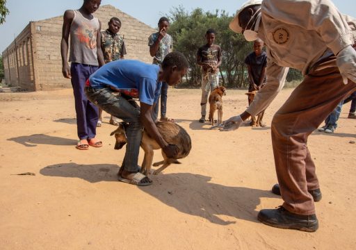 WOAH has helped curb rabies in Haiti