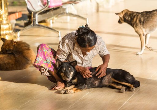 Myanmar has rediced rabies cases with the help of WOAH