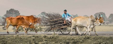 Apoyar las decisiones de inversión en favor de la sanidad animal