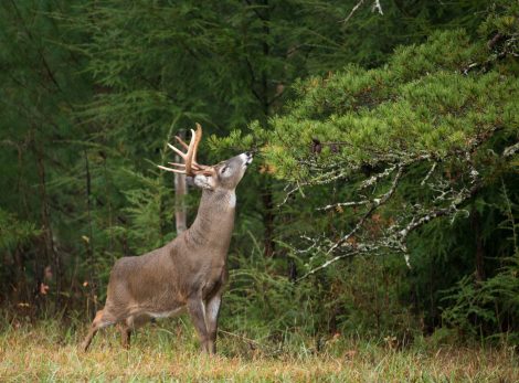 white-tailed deer