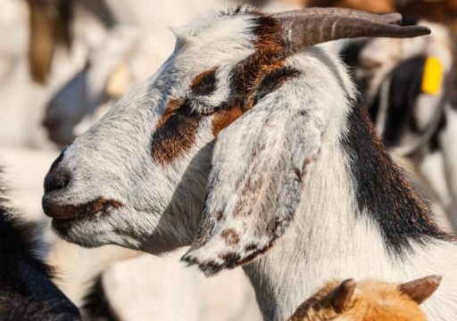 official recognition of their animal health status for their entire territory