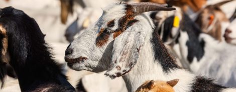 official recognition of their animal health status for their entire territory