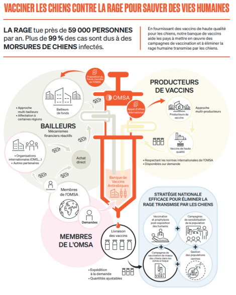 Vacciner les chiens contre la rage pour sauver des vies humaines
