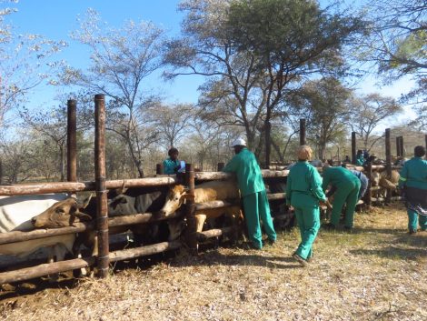 FMD vaccionation in Namibia