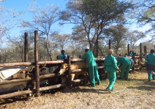 FMD vaccionation in Namibia