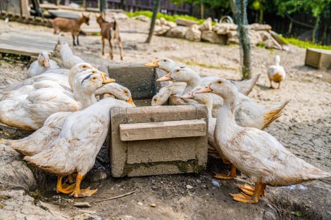 Avian Influenza