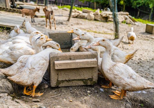 Avian Influenza