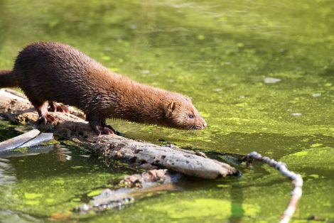 Photo of brown-skinned mink on a log of wood