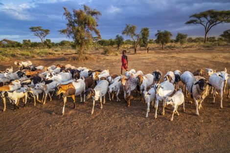 involving-the-private-sector-to-upscale-livestock-vaccination