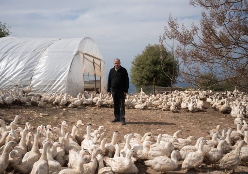 Avian influenza control