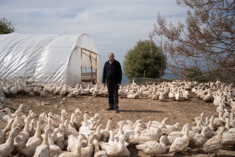 Avian influenza control