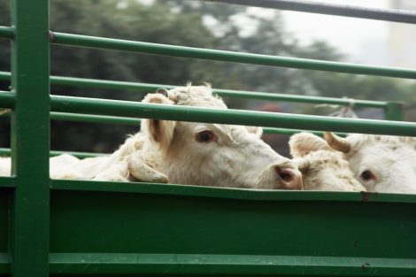 Animal transport: implementing welfare regulations in the field