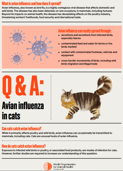 Avian influenza in cats Q&A