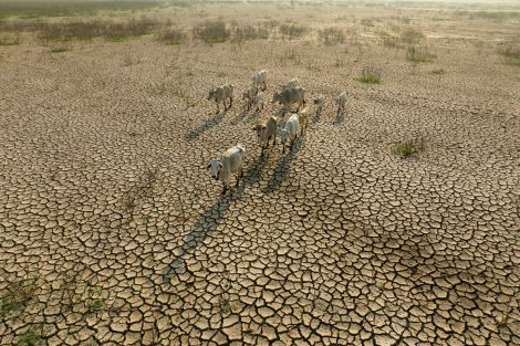 El Niño impacts on animal health