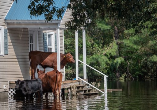 El Nino animal health