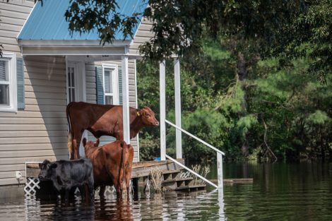 El Nino animal health